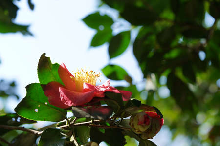 Light Pink Flower of Camellia japonica in Full Bloomの写真素材