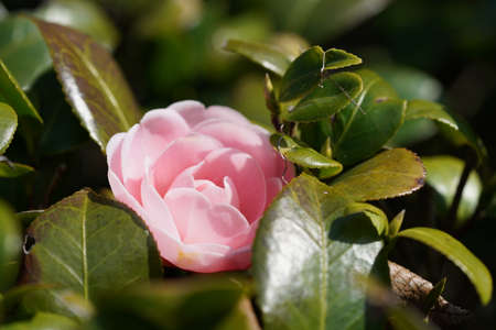 Faint Pink Flower of Camellia japonica in Full Bloomの写真素材