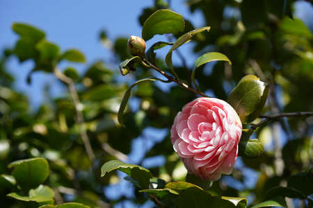 Faint Pink Flower of Camellia japonica in Full Bloomの写真素材