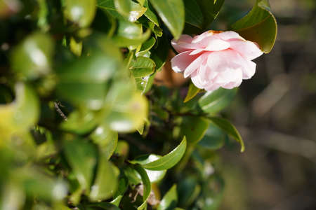 Faint Pink Flower of Camellia japonica in Full Bloomの写真素材