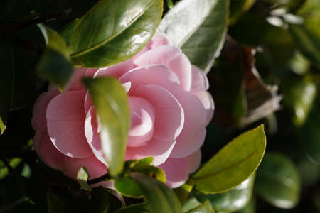 Faint Pink Flower of Camellia japonica in Full Bloomの写真素材