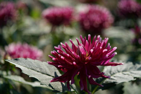 Light Purple Flower of Dahlia in Full Bloomの写真素材