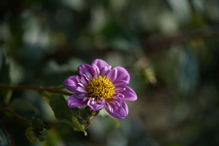 Light Purple Flower of Dahlia in Full Bloomの写真素材
