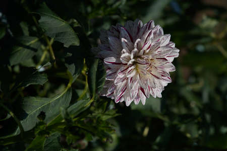 Variegated, White and Purple Flower of Dahlia in Full Bloomの写真素材
