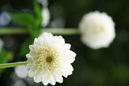 Light Cream Flower of Dahlia in Full Bloomの写真素材