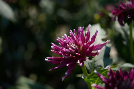 Light Purple Flower of Dahlia in Full Bloomの写真素材
