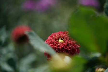 Orange and Cream Flower of Dahlia in Full Bloomの写真素材