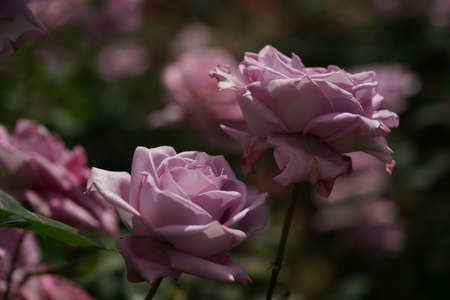Light Purple Flower of Rose 'Blue Moon' in Full Bloomの写真素材