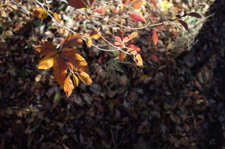 Beautiful Autumn Leaves in Japanese Garden