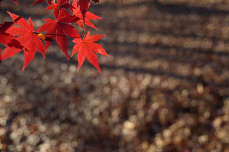 Red Autumn Leaves of Japanese Maple Treeの写真素材
