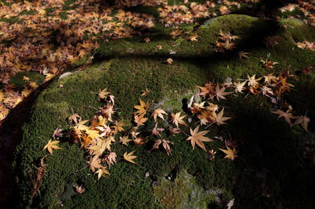 Autumn Leaves of Maple Tree in Japanese Garden