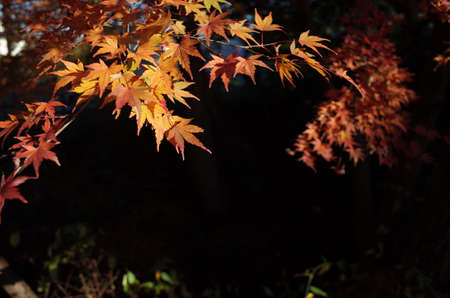 Autumn Leaves of Maple Tree in Japanese Gardenの写真素材