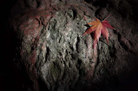Red Autumn Leaves of Japanese Maple Treeの写真素材