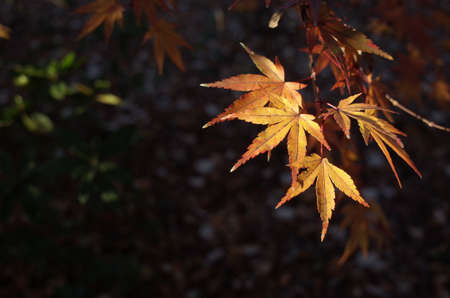 Autumn Leaves of Maple Tree in Japanese Garden
