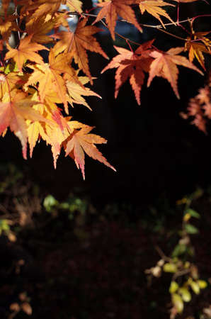 Autumn Leaves of Maple Tree in Japanese Garden