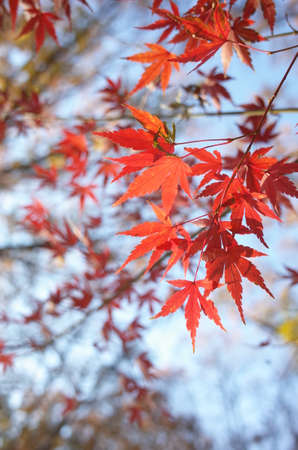Red Autumn Leaves of Japanese Maple Tree