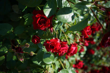 Red Flower of Rose 'Nicolo Paganini' in Full Bloomの写真素材