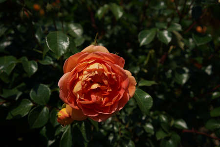 Apricot Flower of Rose 'Pat Austin' in Full Bloom