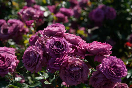Light Purple Flower of Rose 'Plum Perfect' in Full Bloomの写真素材