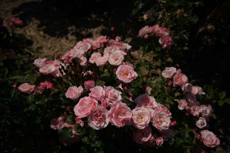 Light Pink Flower of Rose 'Sakuragasumi' in Full Bloomの写真素材