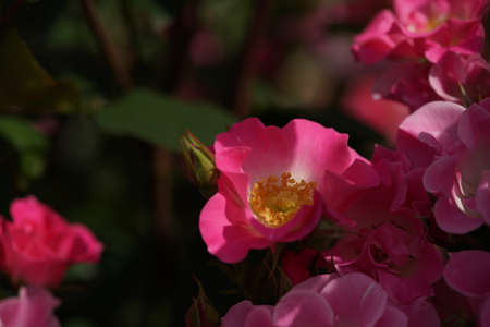Light Pink and White Flower   in Full Bloomの写真素材