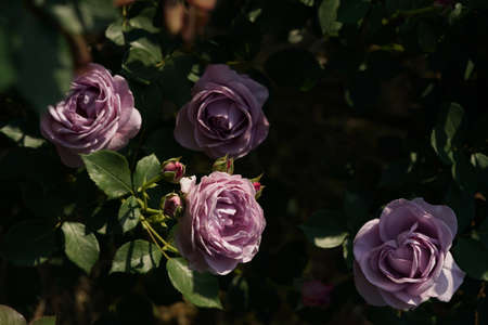 Light Purple Flower of Rose 'Shinoburedo' in Full Bloom