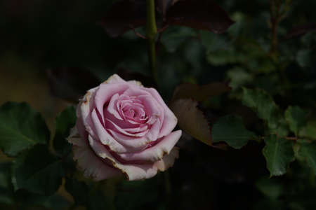 Light Purple Flower of Rose 'Shogo ELEGANT' in Full Bloomの写真素材