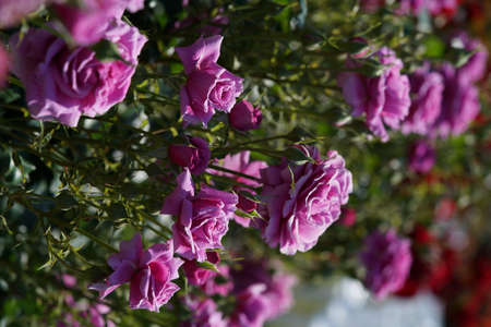 Light Purple Flower of Rose 'Scented Air' in Full Bloom