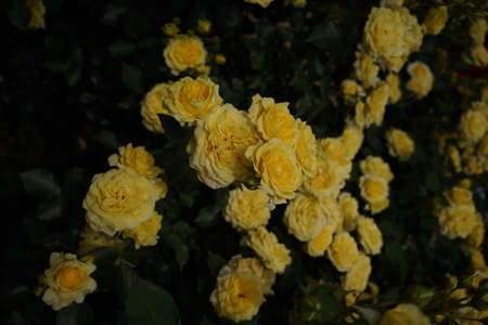Yellow Flower of Rose 'Sunlight Romantica' in Full Bloom