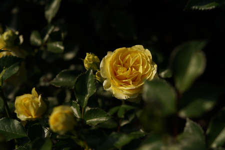 Yellow Flower of Rose 'Sunlight Romantica' in Full Bloom