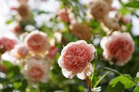 Light Pink Flower of Rose 'William Morris' in Full Bloom