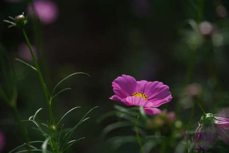 Light Pink Flower of Cosmos in Full Bloomの写真素材