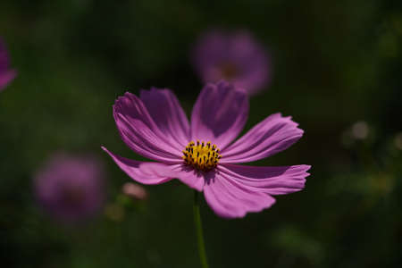 Light Pink Flower of Cosmos in Full Bloomの写真素材