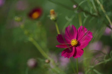 Light Purple Flower of Cosmos in Full Bloomの写真素材