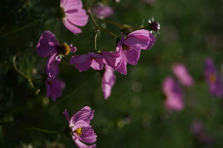 Light Pink Flower of Cosmos in Full Bloomの写真素材