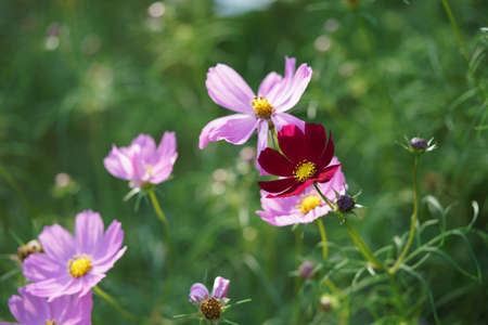 Light Pink Flower of Cosmos in Full Bloom