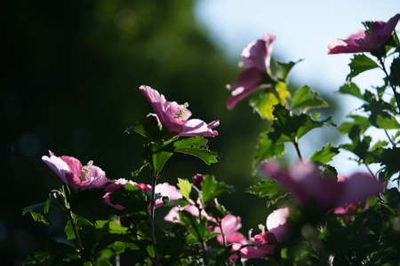Light Pink Flower of Rose of Sharon in Full Bloomの写真素材