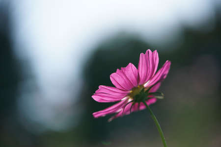 Light Pink Flower of Cosmos in Full Bloomの写真素材