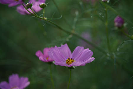 Light Pink Flower of Cosmos in Full Bloom