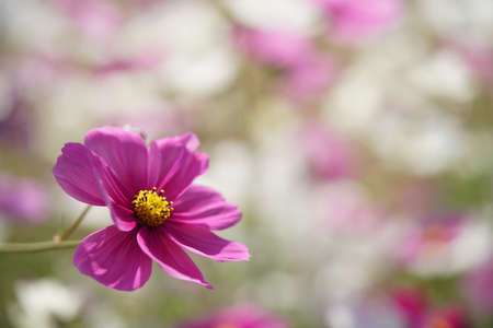 Light Pink Flower of Cosmos in Full Bloomの写真素材
