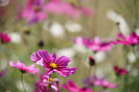 Various Color of Cosmos in Full Bloomの写真素材