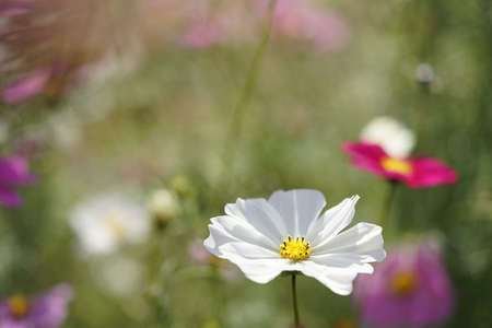 White Flower of Cosmos in Full Bloomの写真素材