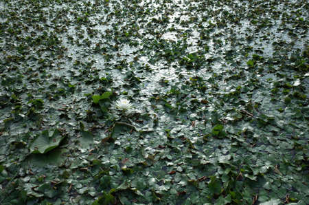 White Flower of Water Lily in Full Bloom