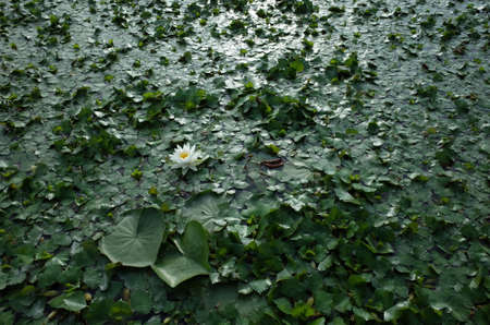 White Flower of Water Lily in Full Bloomの写真素材