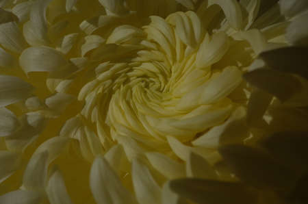 Soft Light Yellow Flower Center of Chrysanthemum in Full Bloom