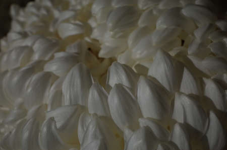 Light Cream Flower Center of Chrysanthemum 'Atsumono' in Full Bloomの写真素材