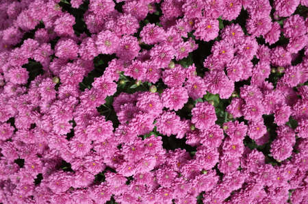 Light Pink Flowers of Chrysanthemum 'Kengai Style' in Full Bloom