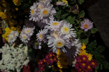Various Colors of Flowers of Chrysanthemum in Full Bloomの写真素材
