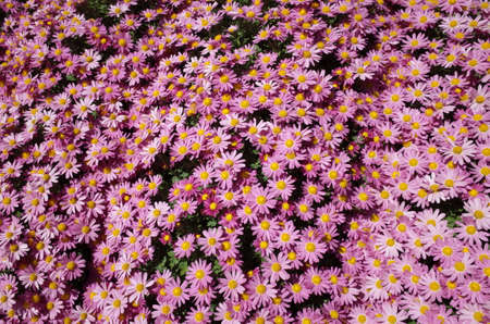 Light Pink Flowers of Chrysanthemum 'Kengai Style' in Full Bloomの写真素材