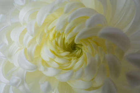 Light Cream Flower Center of Chrysanthemum 'Atsumono' in Full Bloomの写真素材